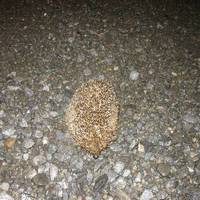 xdz4_arg/xdz4_arg/xdz4_arg_d/xdz4_arg_d628/Oierrenak/2. eguna/xdz4_arg_d628_Oierrenak_2_IMG_0626.jpg