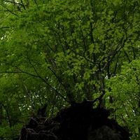 xdz4/xdz4_arg/xdz4_arg_d/xdz4_arg_d192/xdz4_arg_d192_2004-05-14 Bedaio-Altzo/xdz4_arg_d192_2004-05-14_Bedaio-Altzo_DSCN0044.JPG