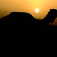 BERTSOLARI ALDIZKARIA (74. zk.) -  Indian trenez bidaiatzea abentura bat da, batez ere general classean, bagoi merkeenean -