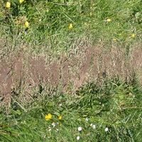 xdz4/xdz4_arg/xdz4_arg_d/xdz4_arg_d192/xdz4_arg_d192_2004-05-14 Bedaio-Altzo/xdz4_arg_d192_2004-05-14_Bedaio-Altzo_DSCN0009.JPG