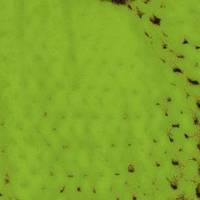 xdz4/xdz4_arg_d/xdz4_arg_d327/xdz4_arg_d327_tif b41 CD1/xdz4_arg_d327_41CD1_el2.jpg