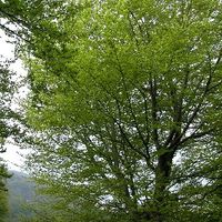 xdz4/xdz4_arg/xdz4_arg_d/xdz4_arg_d192/xdz4_arg_d192_2004-05-14 Bedaio-Altzo/xdz4_arg_d192_2004-05-14_Bedaio-Altzo_DSCN0023.JPG