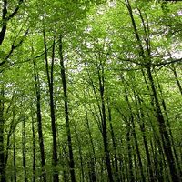 xdz4/xdz4_arg/xdz4_arg_d/xdz4_arg_d192/xdz4_arg_d192_2004-05-14 Bedaio-Altzo/xdz4_arg_d192_2004-05-14_Bedaio-Altzo_DSCN0042.JPG