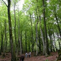 xdz4/xdz4_arg/xdz4_arg_d/xdz4_arg_d192/xdz4_arg_d192_2004-05-14 Bedaio-Altzo/xdz4_arg_d192_2004-05-14_Bedaio-Altzo_DSCN0040.JPG