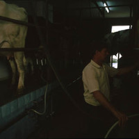 Bertsolarien karrera -